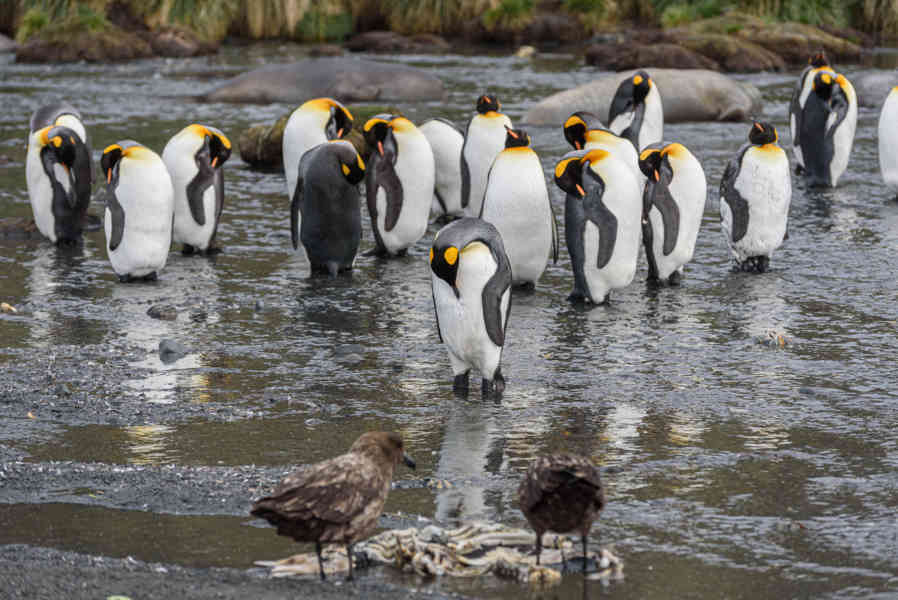 Pingüino Rey - islas Georgias del Sur 056.jpg
